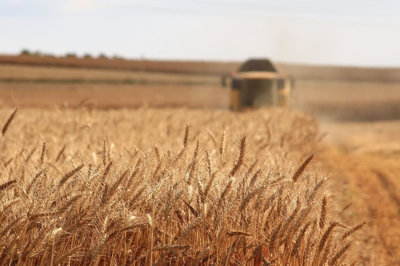 Науковці НААН: Україна втрачає 215 млрд доларів на рік через сировинну модель експорту зернових